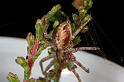 Philodromus_aureolus_D7498_Z_89_NP De Hoge Veluwe_Nederland